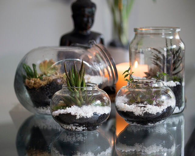 Terrarium